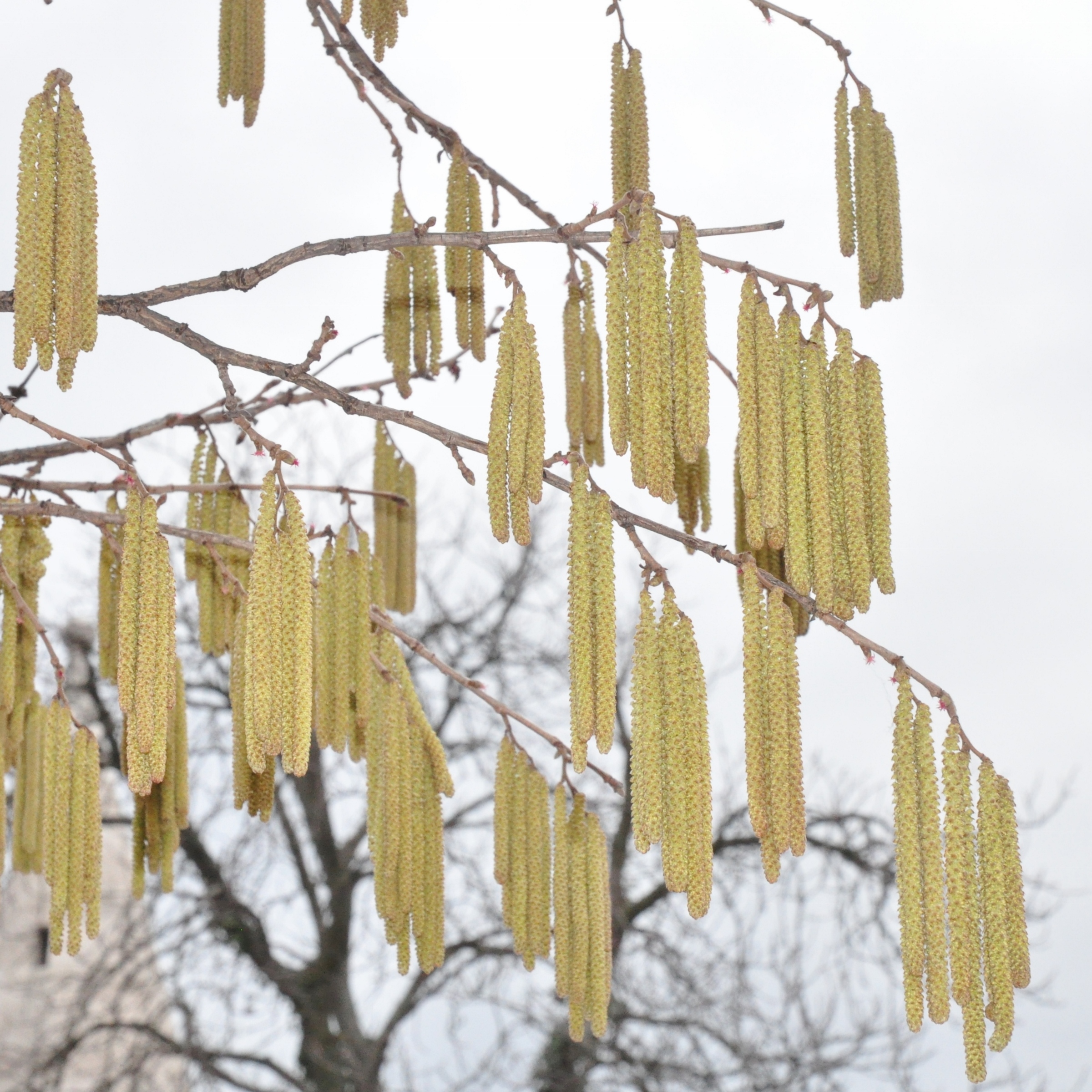 Betulaceae Corylus colurna