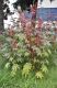 image of Ricinus communis