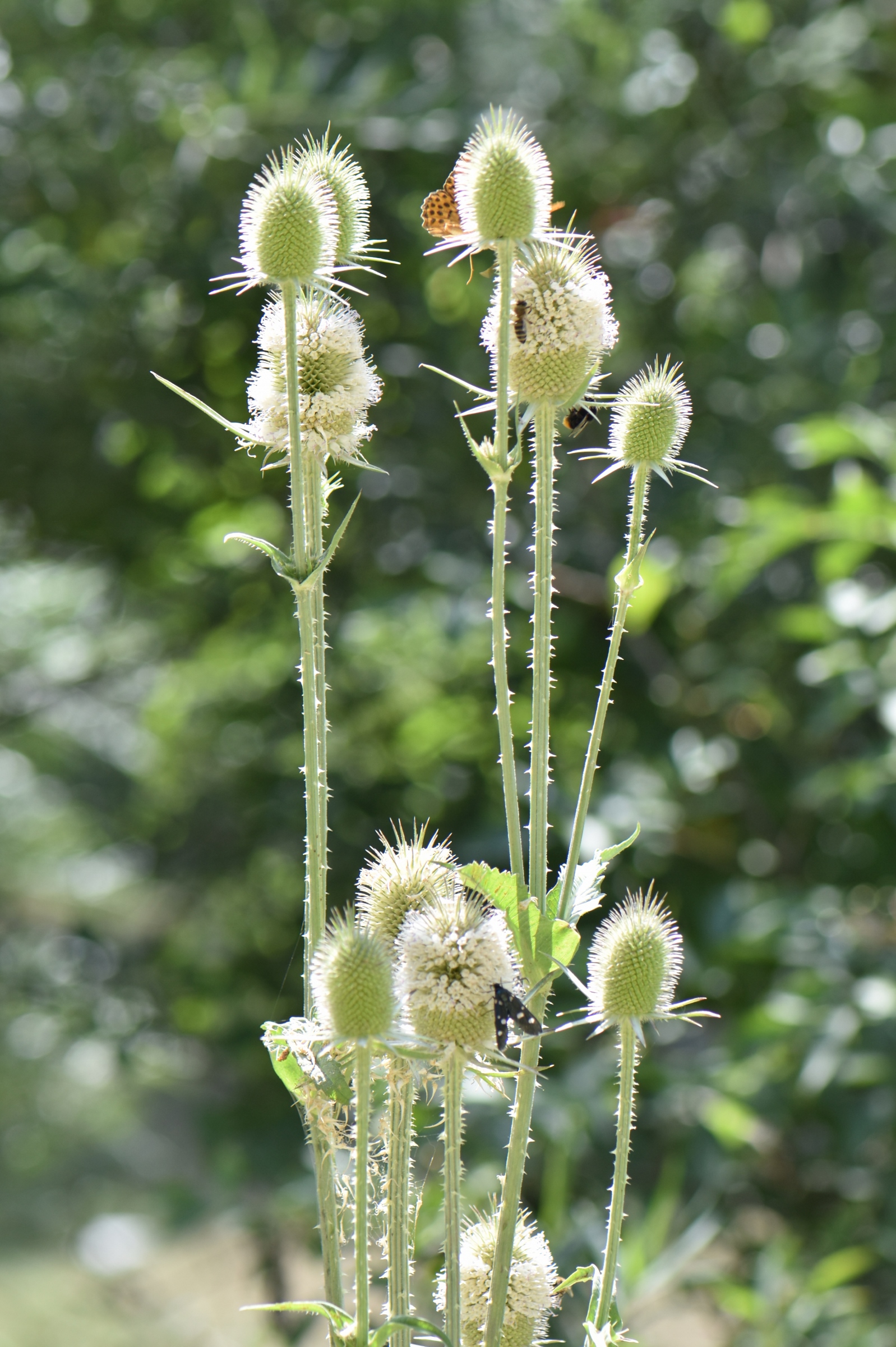 Dipsacaceae Dipsacus laciniatus