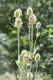 image of Dipsacus laciniatus