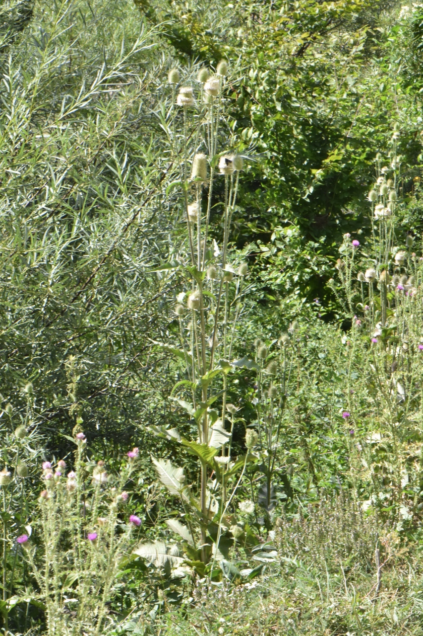 Dipsacaceae Dipsacus laciniatus