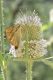 image of Argynnis paphia L.