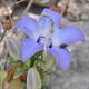 image of Campanula versicolor
