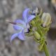 image of Campanula versicolor