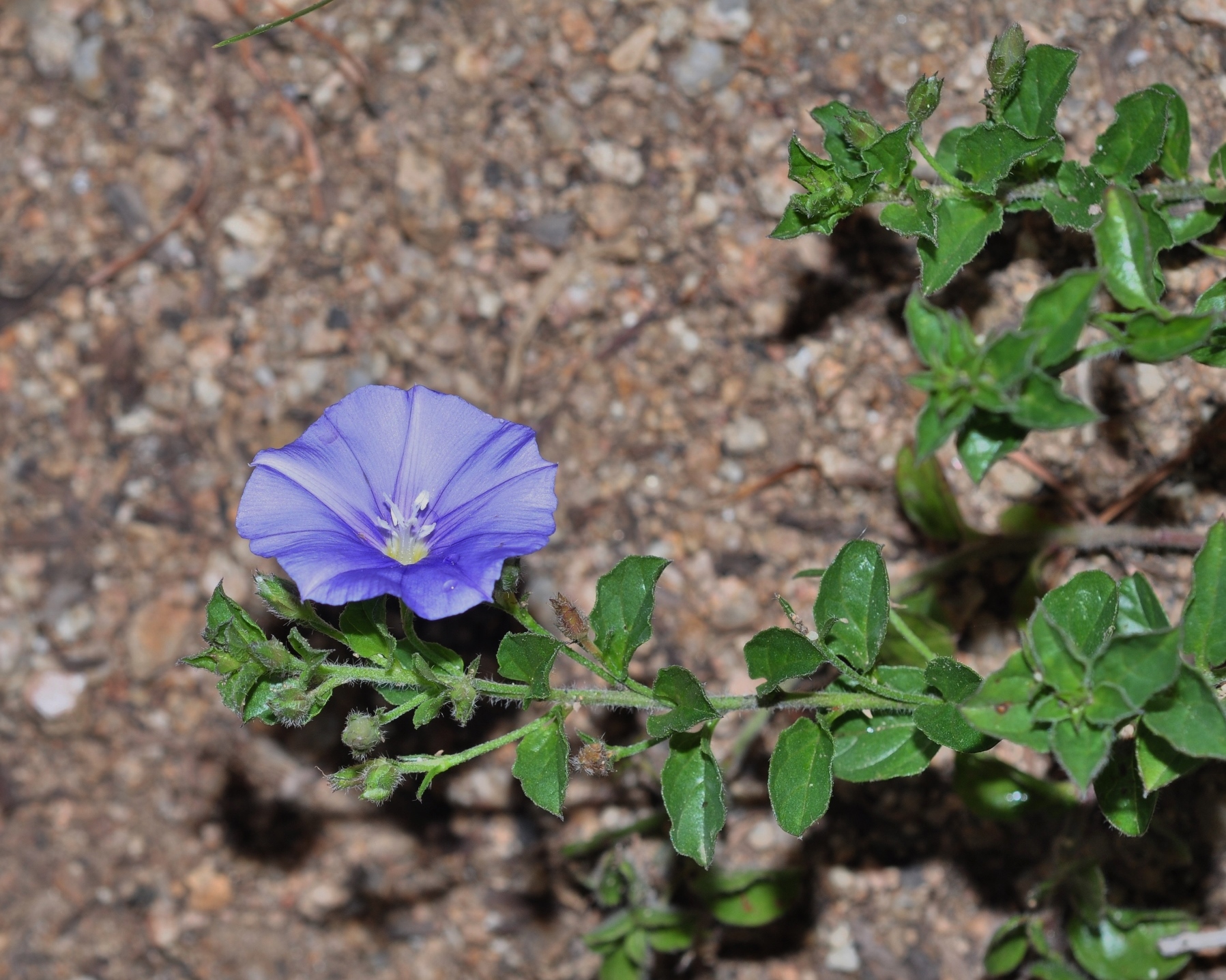 Convolvulaceae Convolvulus sabatius