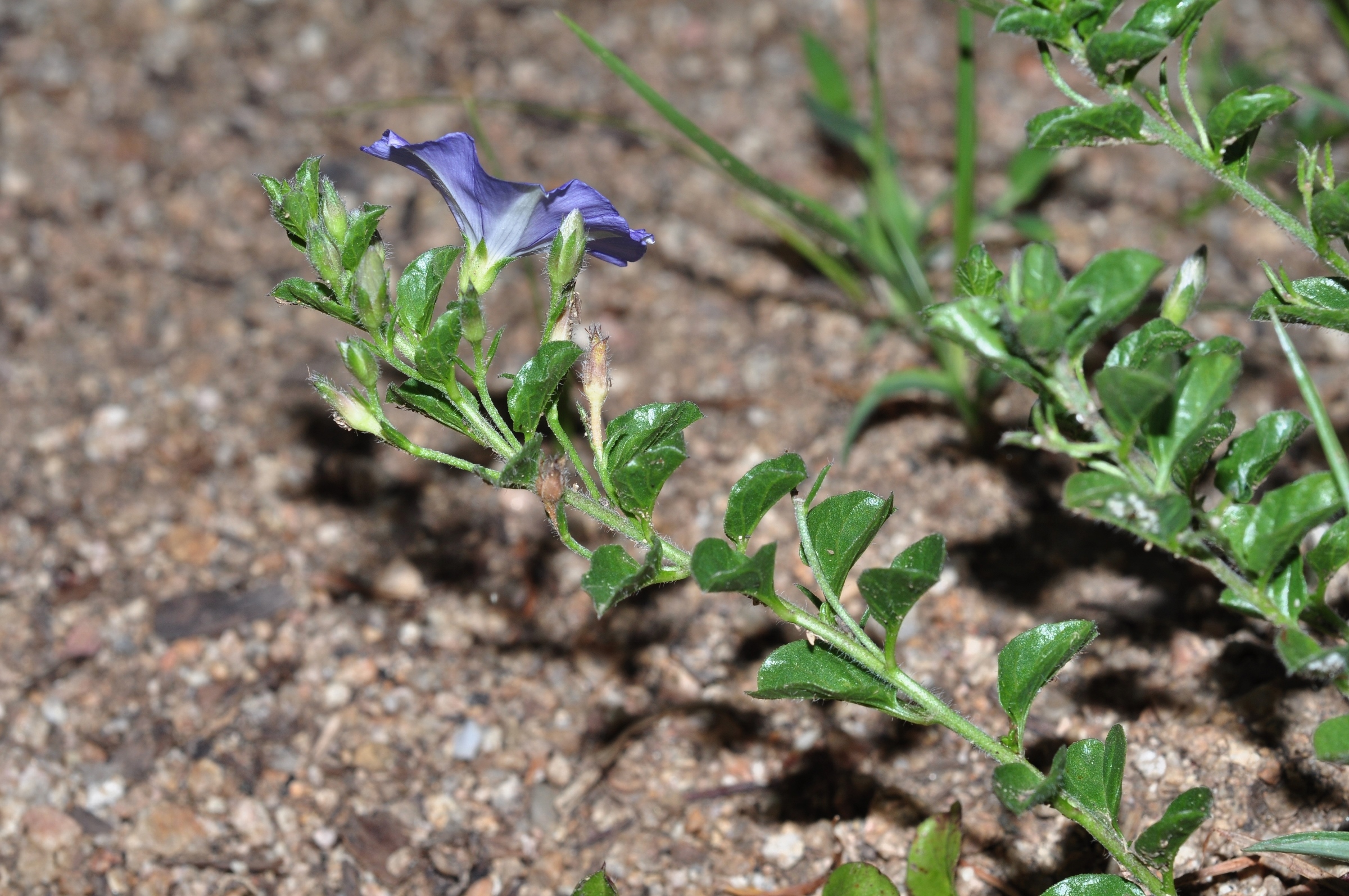 Convolvulaceae Convolvulus sabatius