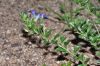 image of Convolvulus sabatius