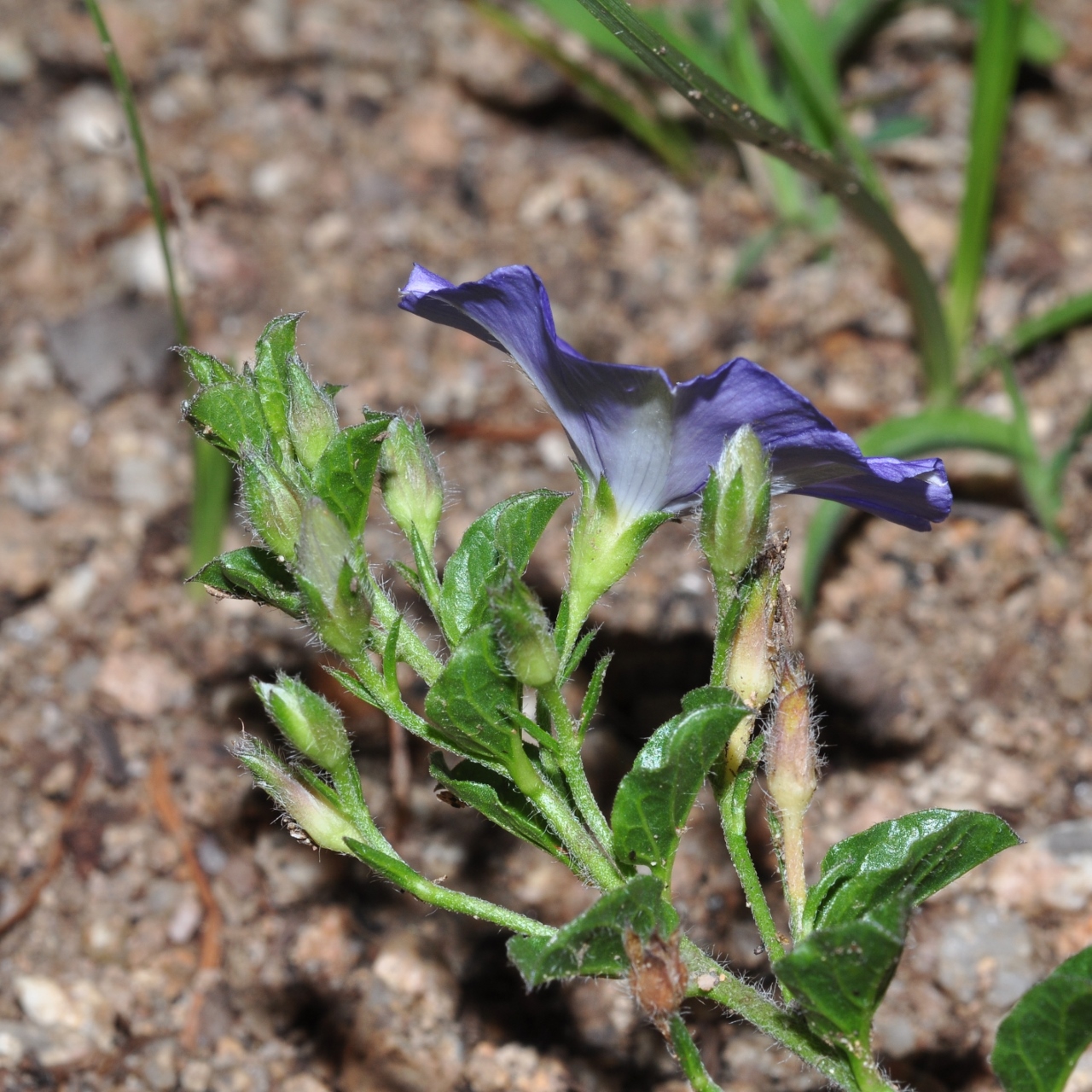Convolvulaceae Convolvulus sabatius