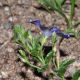 image of Convolvulus sabatius