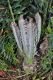 image of Encephalartos horridus