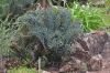 image of Encephalartos horridus