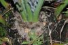 image of Encephalartos horridus