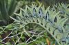 image of Encephalartos horridus