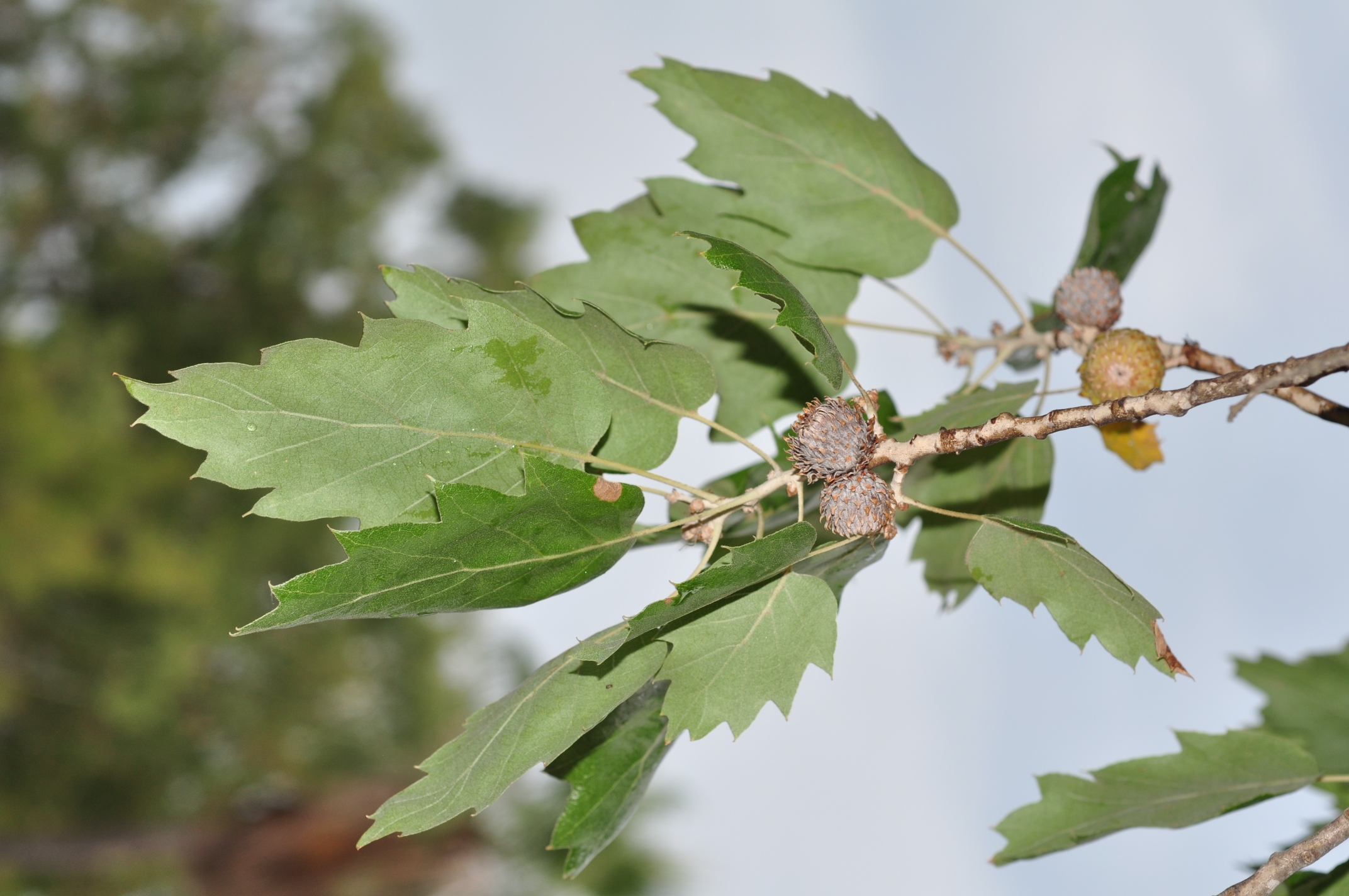 Fagaceae Quercus macrolepis