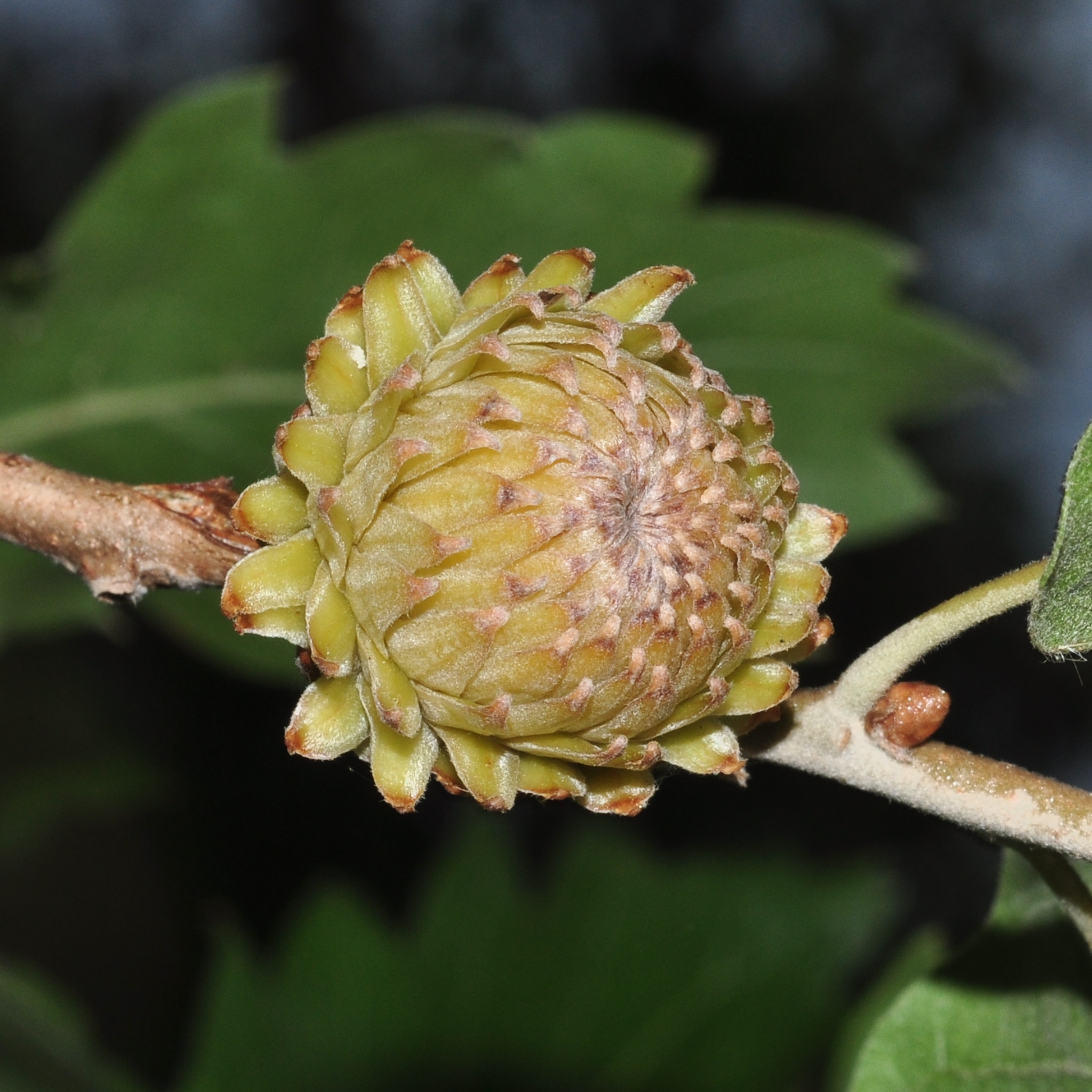 Fagaceae Quercus macrolepis