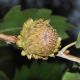 image of Quercus macrolepis
