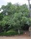 image of Quercus macrolepis