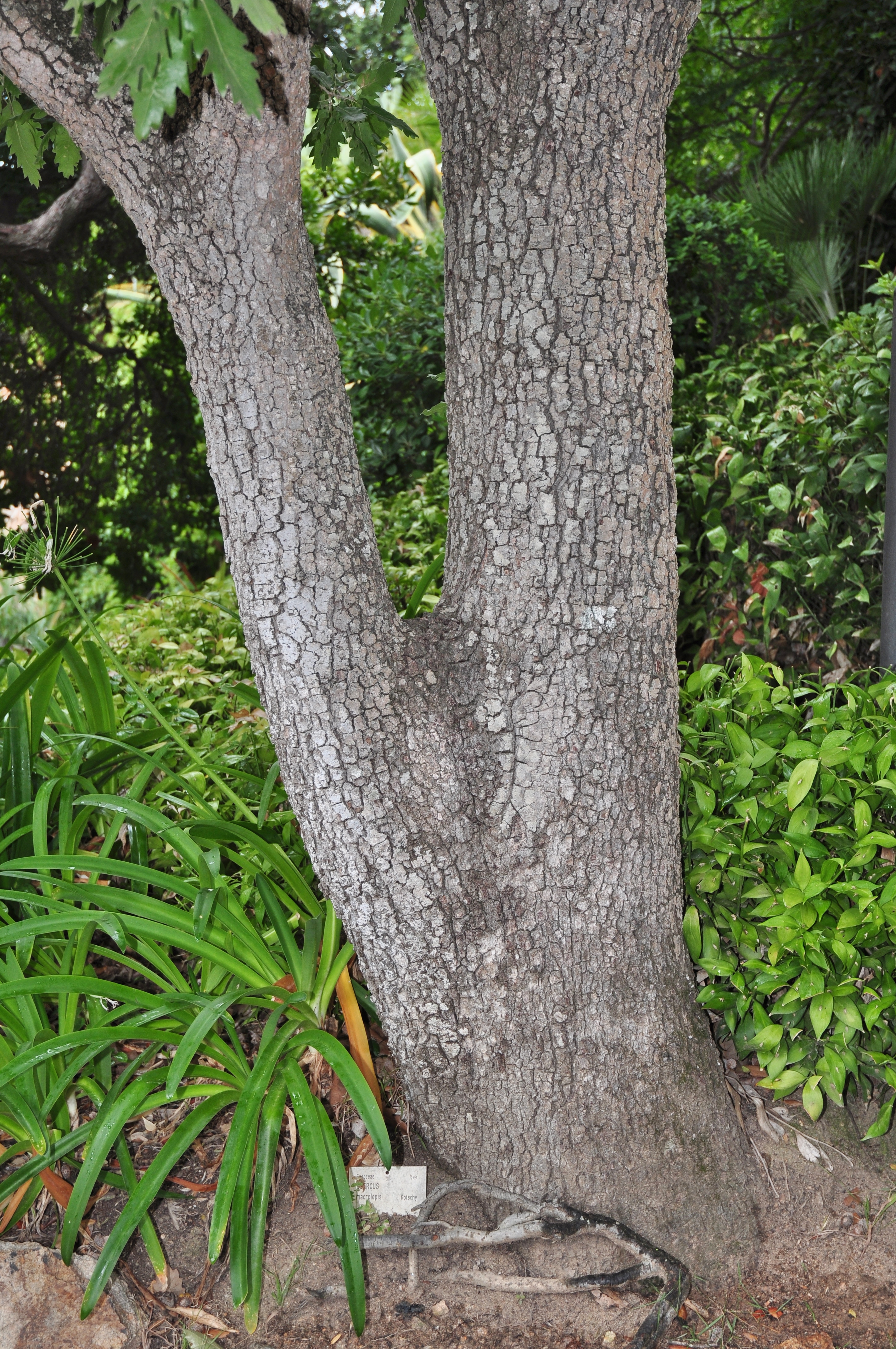 Fagaceae Quercus macrolepis