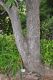 image of Quercus macrolepis