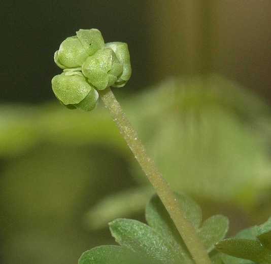 Adoxaceae Adoxa moschatellina