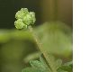 image of Adoxa moschatellina