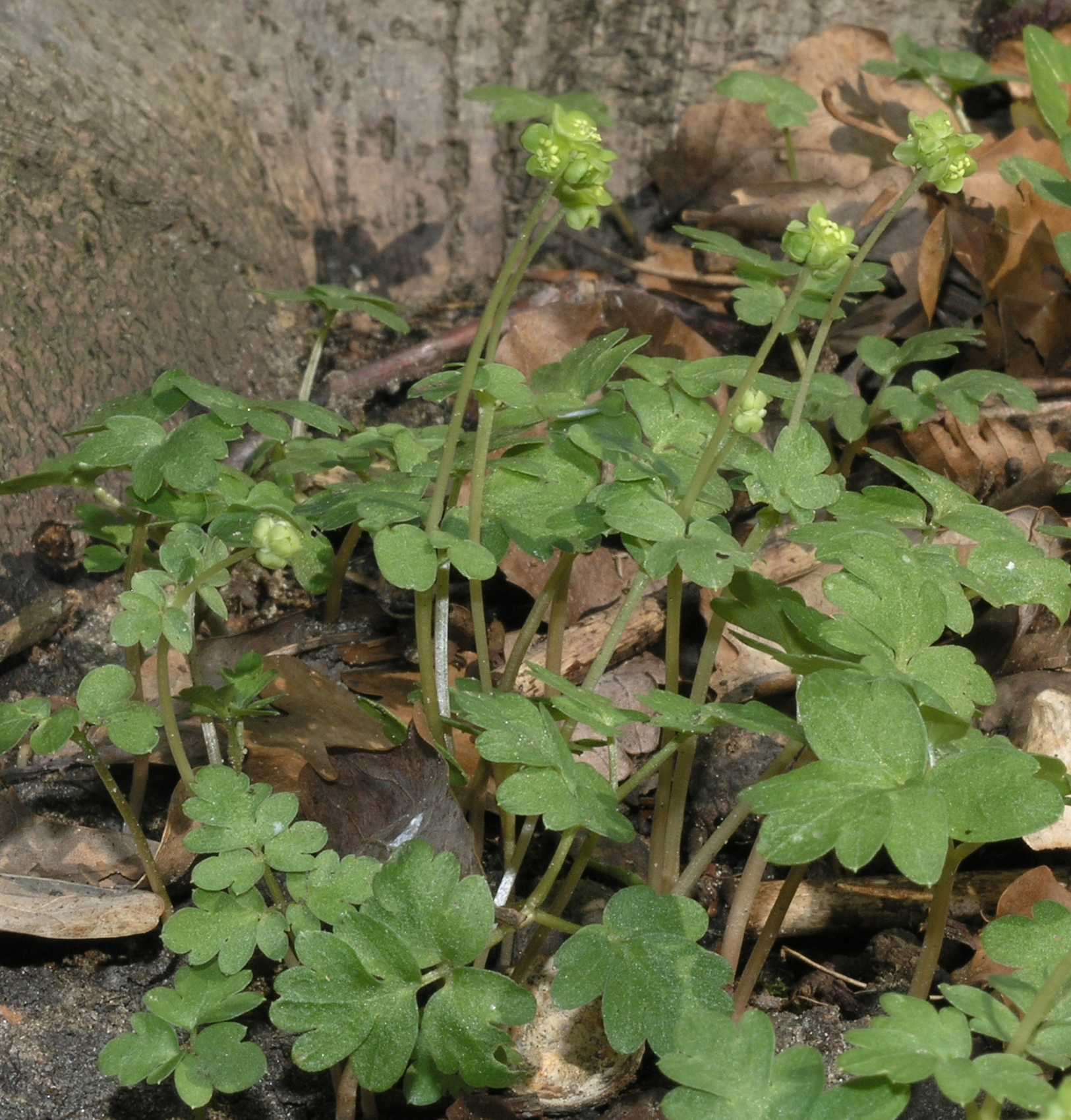 Adoxaceae Adoxa moschatellina