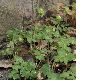 image of Adoxa moschatellina