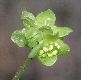 image of Adoxa moschatellina