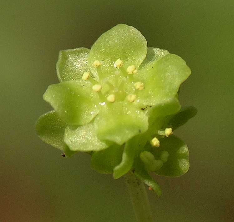 Adoxaceae Adoxa moschatellina