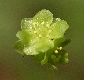 image of Adoxa moschatellina