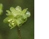 image of Adoxa moschatellina