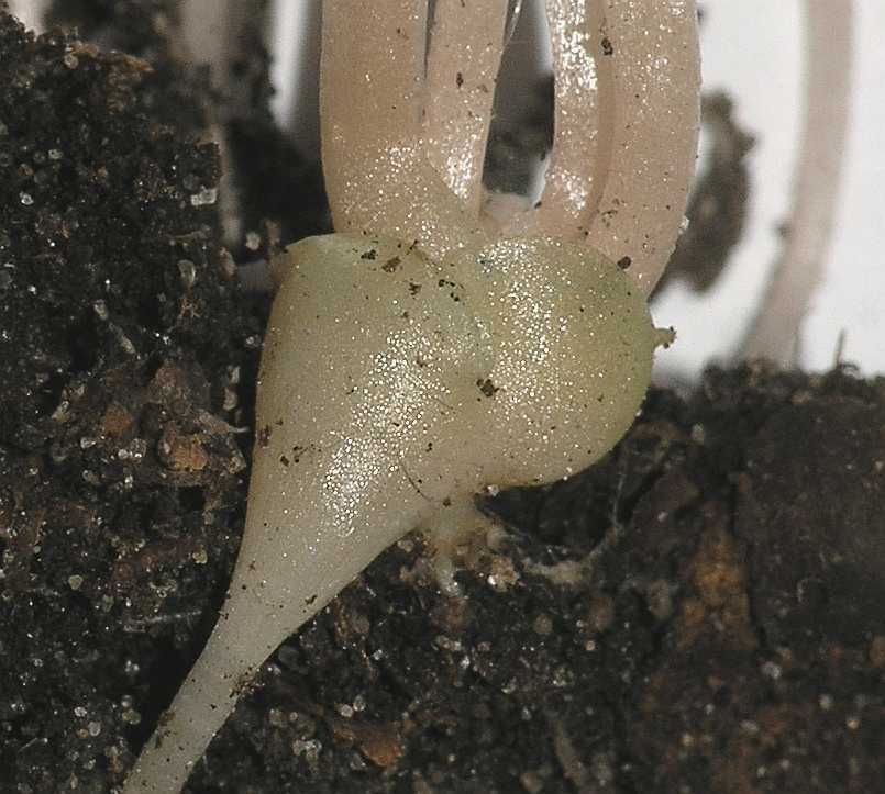 Adoxaceae Adoxa moschatellina
