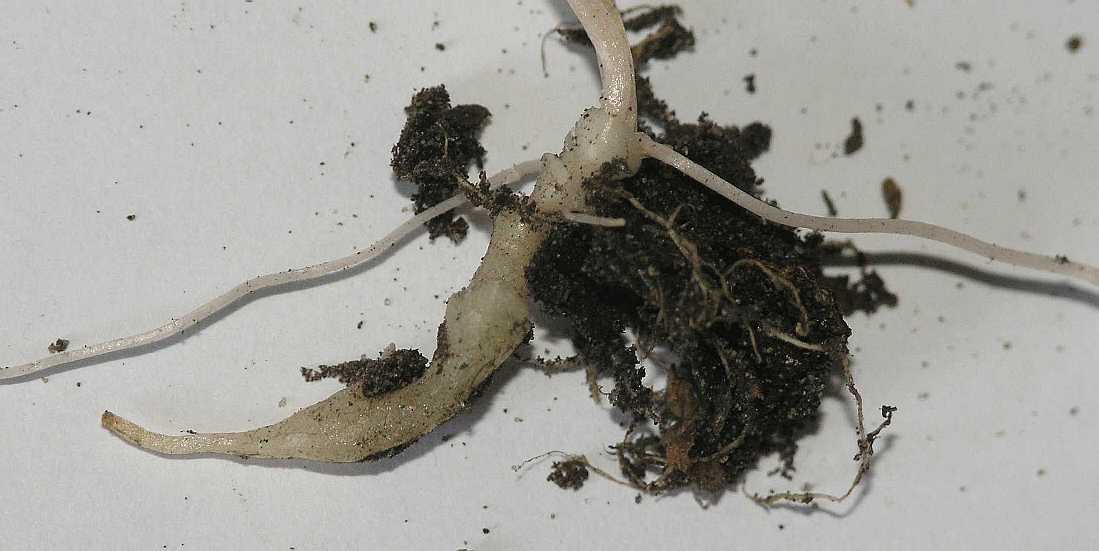 Adoxaceae Adoxa moschatellina