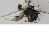 image of Adoxa moschatellina