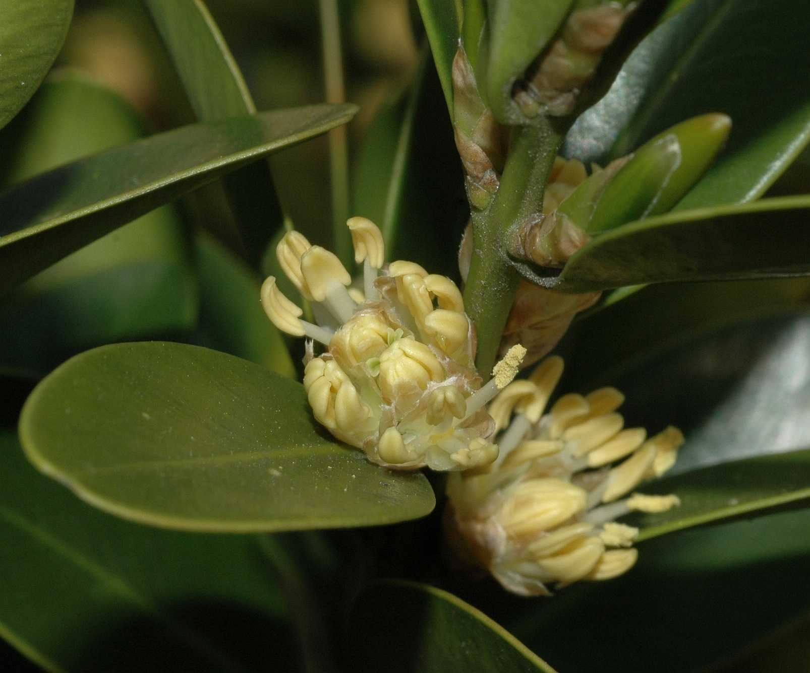 Buxaceae Buxus balearica