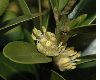 image of Buxus balearica