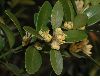 image of Buxus balearica