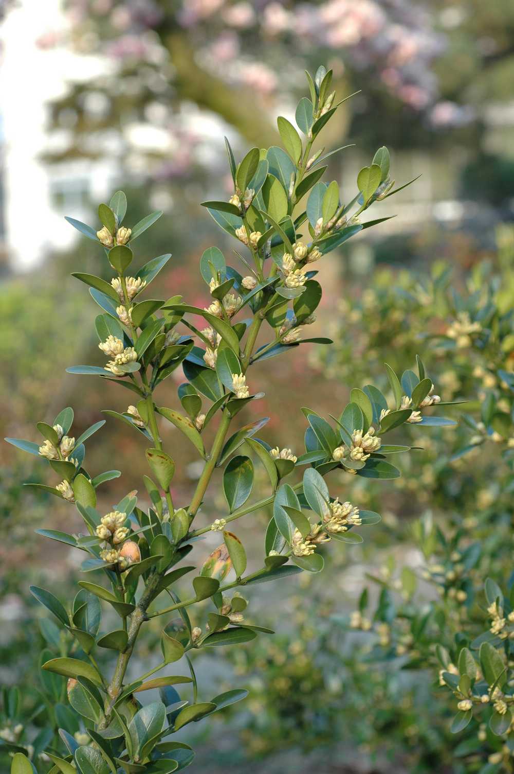 Buxaceae Buxus balearica