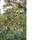 image of Buxus balearica