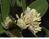 image of Buxus balearica