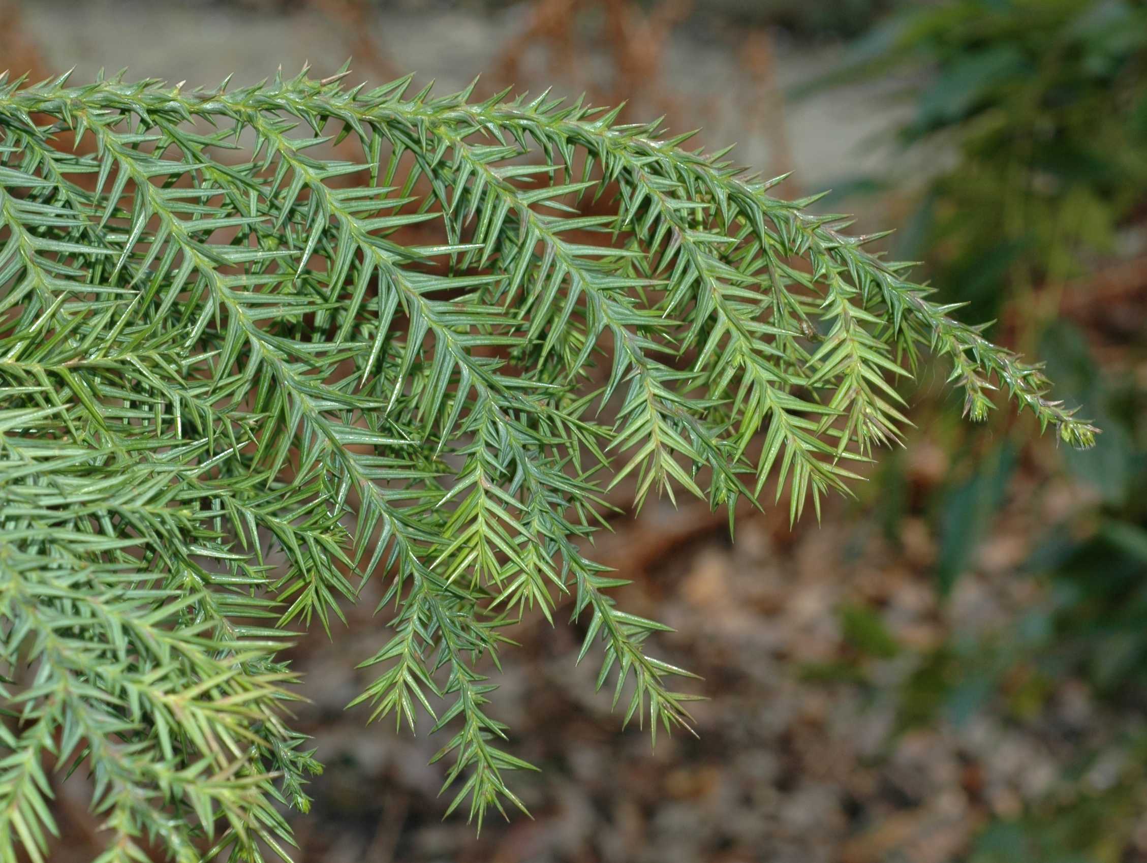 Cupressaceae Taiwania cryptomerioides