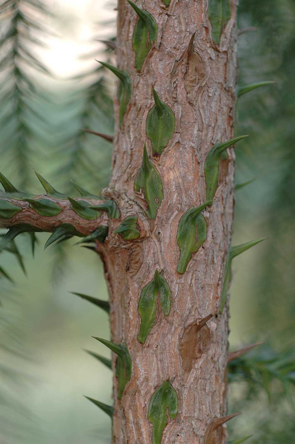Cupressaceae Taiwania cryptomerioides