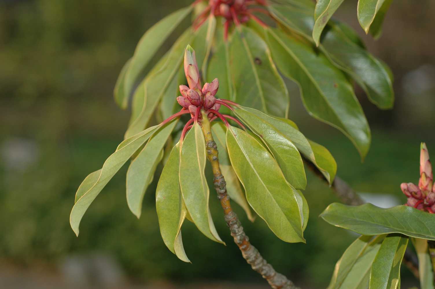 Daphniphyllaceae Daphniphyllum humile