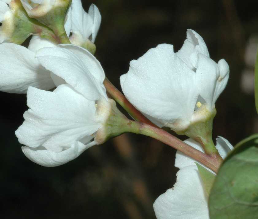Rosaceae Exochorda korolkowi
