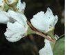 image of Exochorda korolkowi