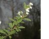 image of Exochorda korolkowi
