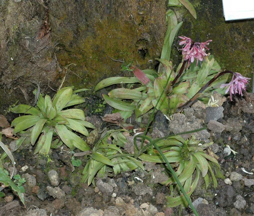 Melanthiaceae Heloniopsis orientalis