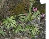 image of Heloniopsis orientalis