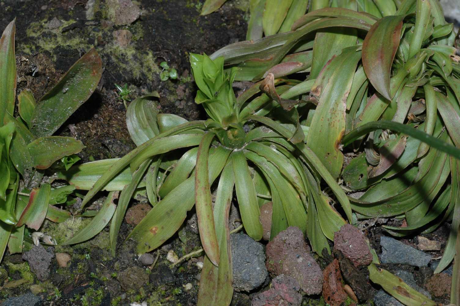 Melanthiaceae Heloniopsis orientalis