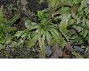 image of Heloniopsis orientalis